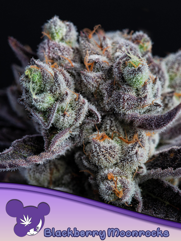 (image for) Blackberry Moonrocks