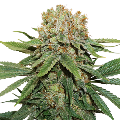 (image for) Thin Mint Crack