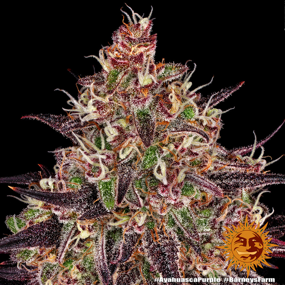 (image for) Ayahuasca Purple