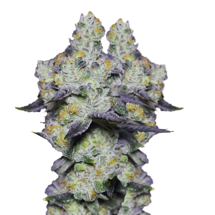(image for) Blue Dream Sherbet Auto