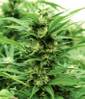 (image for) Sour Lemon OG