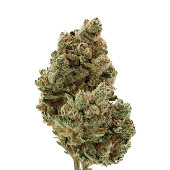 (image for) Frosty Gelato Auto