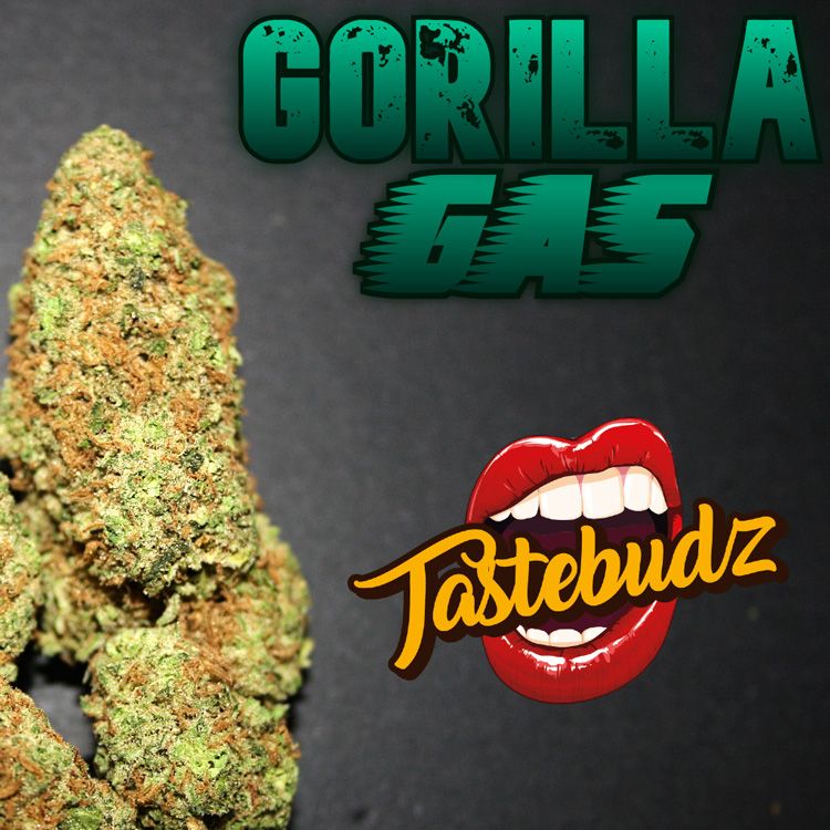 (image for) Gorilla Gas Auto