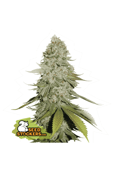 (image for) Gorilla Glue