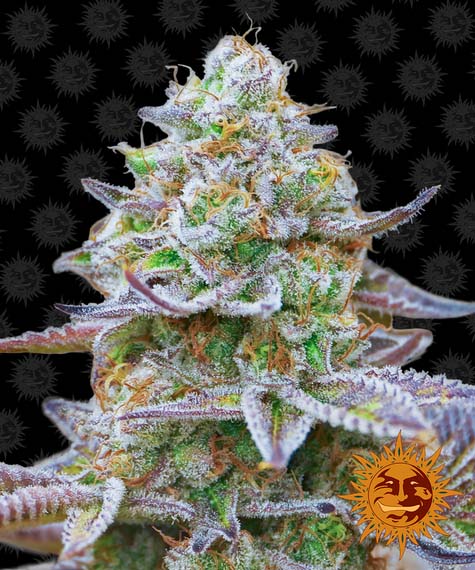 (image for) Gorilla Zkittlez