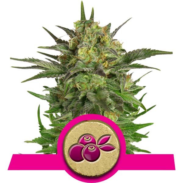 (image for) Haze Berry