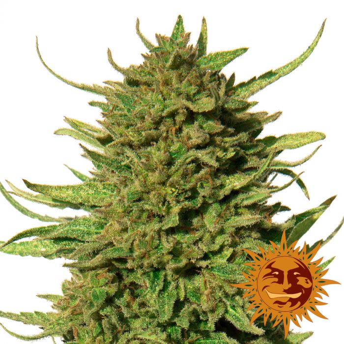 (image for) Critical Kush