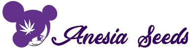 (image for) Anesia Seeds