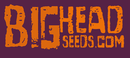 (image for) Big Head Seeds