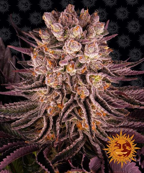 (image for) MIMOSA X ORANGE PUNCH