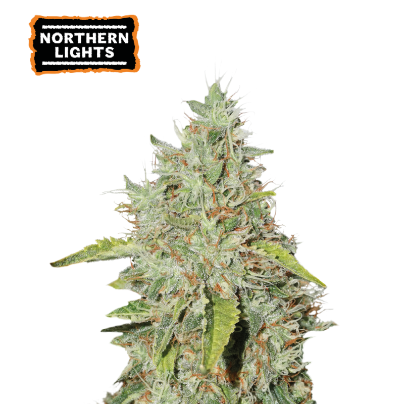 (image for) Northern Lights