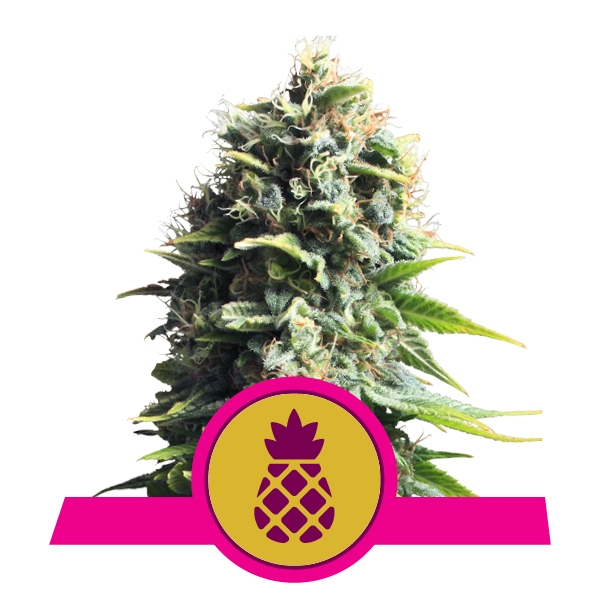 (image for) Pineapple Kush