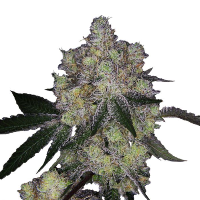 (image for) Purple Dosi Punch