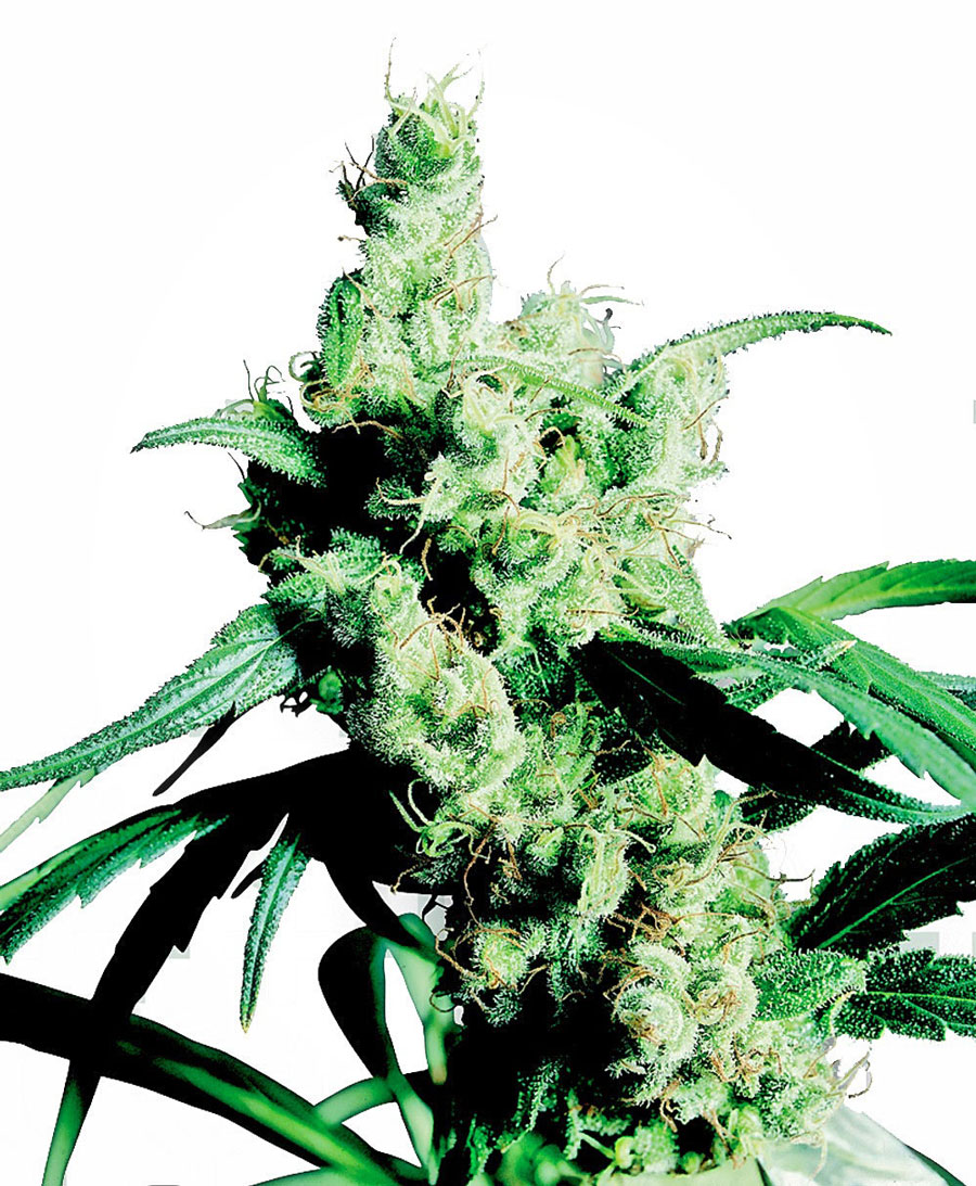 (image for) Silver Haze #9