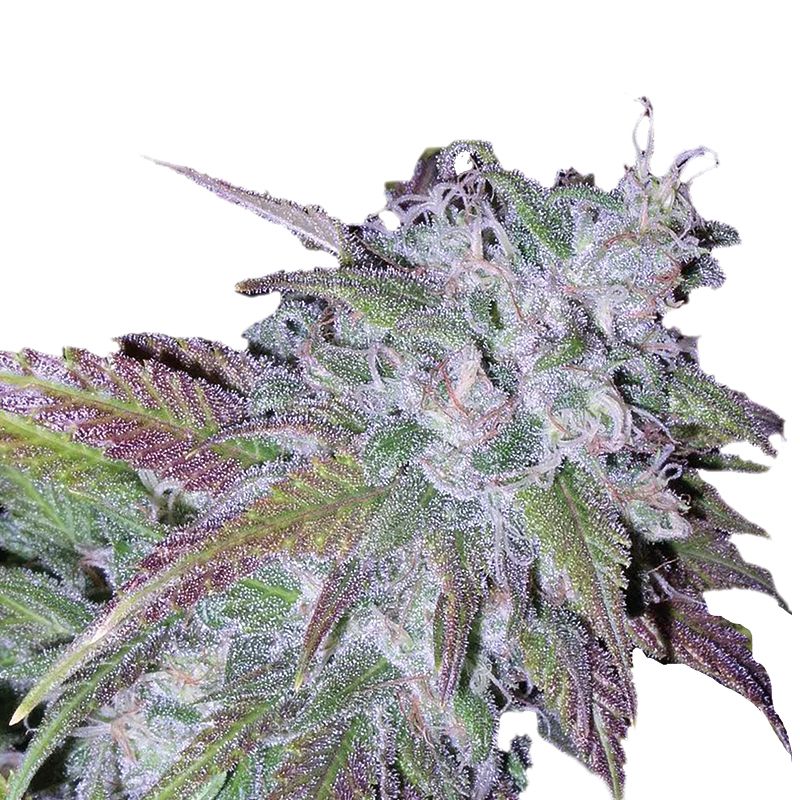 (image for) Silvergrape Sherbet