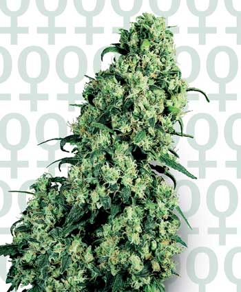 (image for) Skunk #1