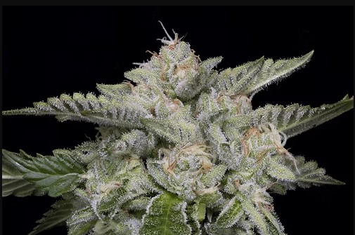 (image for) Skywalker Ghost Kush