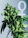 (image for) Super Skunk