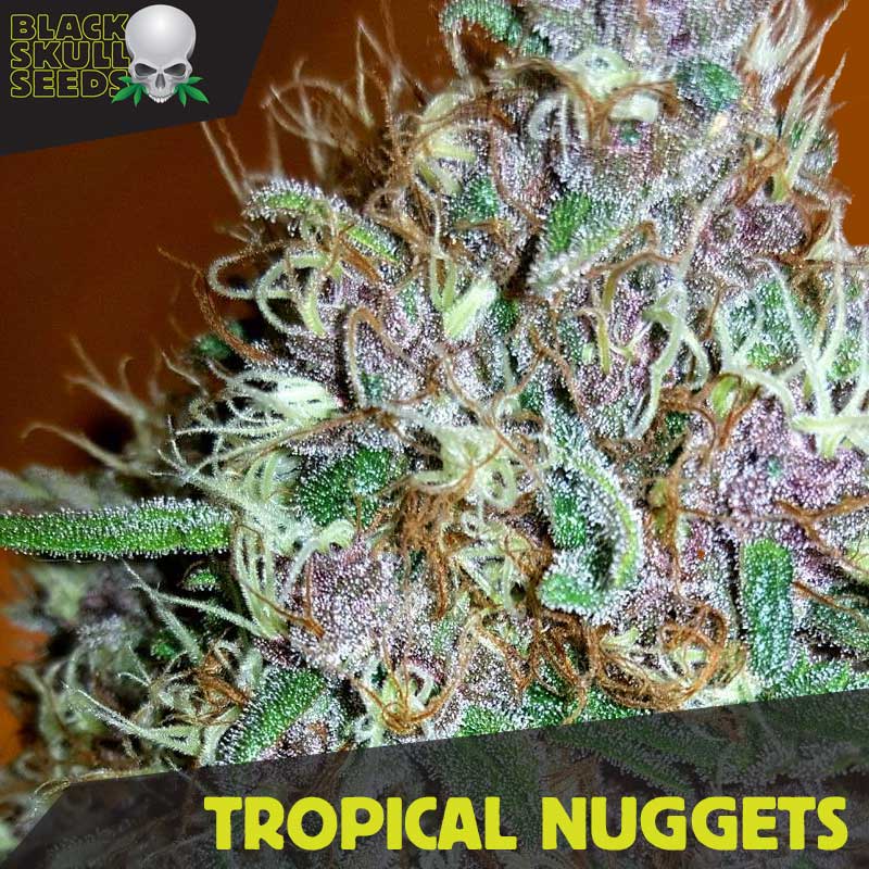 (image for) Tropical Nuggets