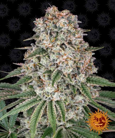 (image for) Tropicanna Banana
