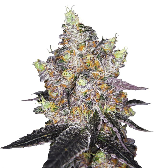 (image for) Watermelon Punch Auto