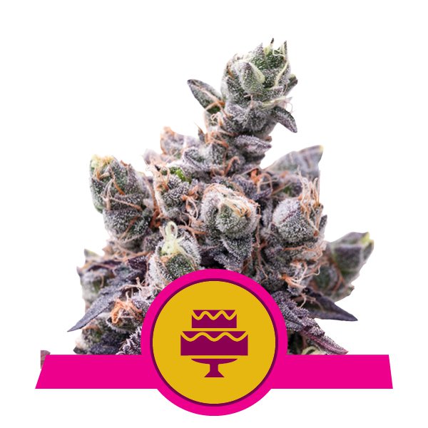 (image for) Wedding Gelato