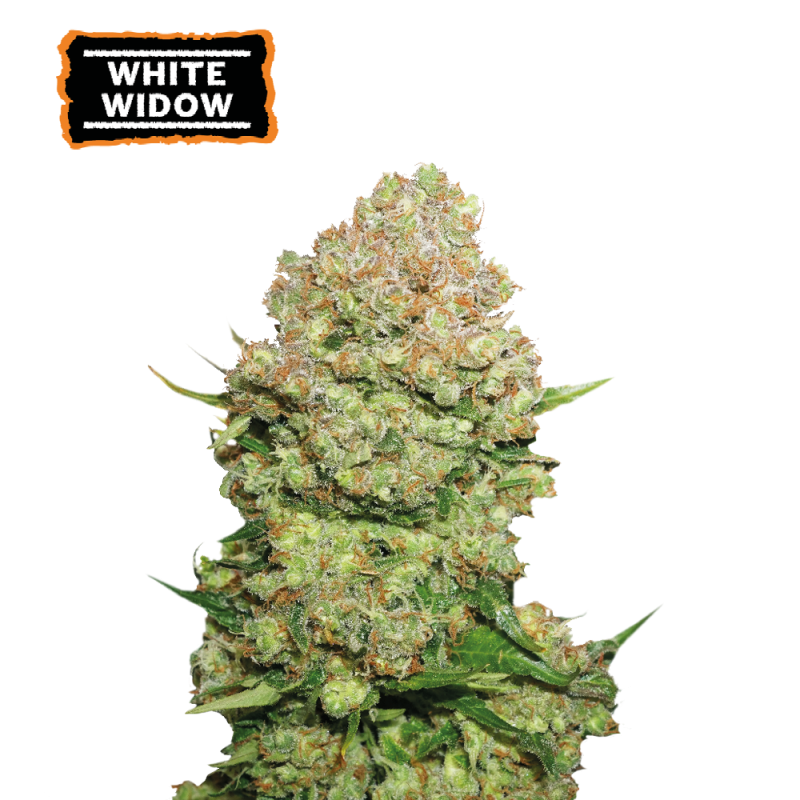 (image for) White Widow